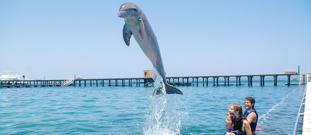 Guests swimming with dolphins in Punta Cana