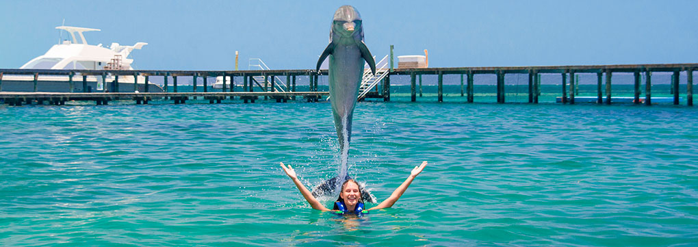Guests swimming with dolphins in Punta Cana