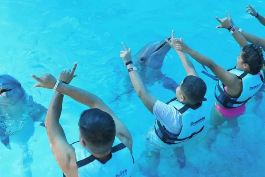 Dolphin kiss and interaction