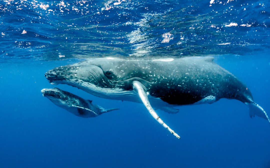 Humpback whale breaching in Samaná Bay