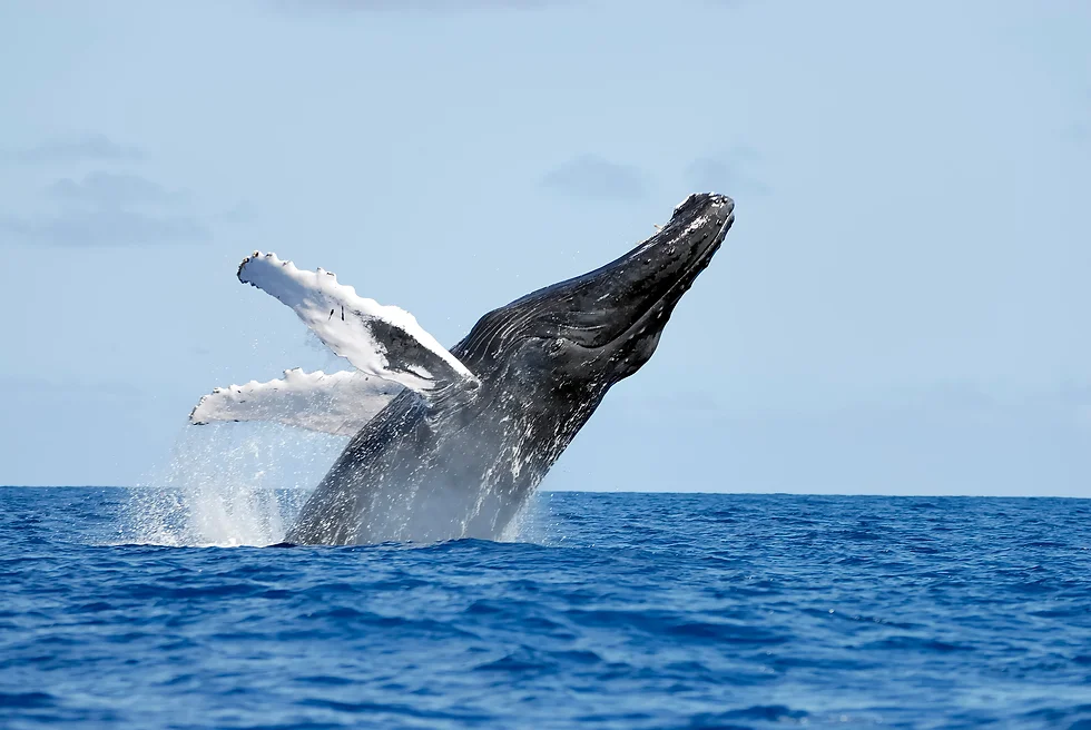 Humpback whale tail slapping in Caribbean waters