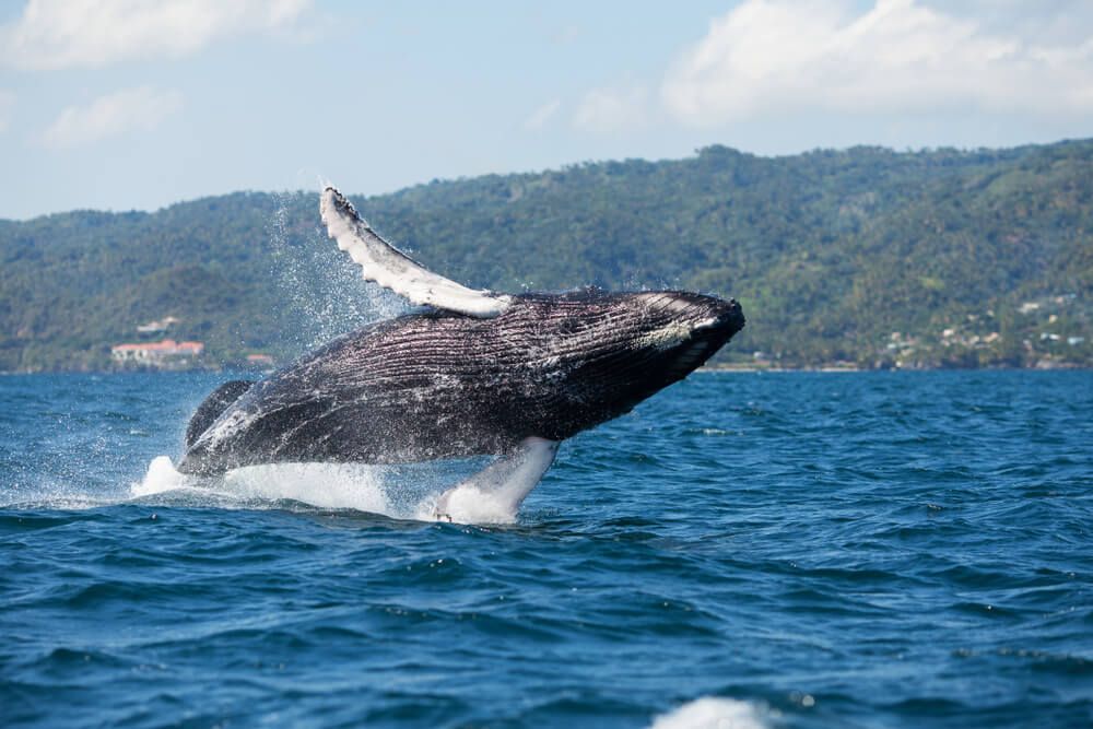Family watching humpback whales from boat