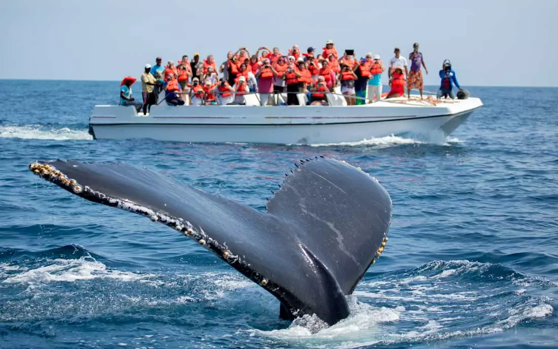 Humpback whale mother and calf in Samaná Bay