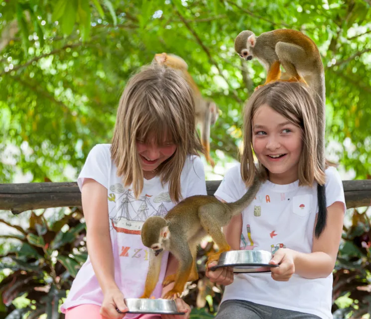 Squirrel monkey interaction