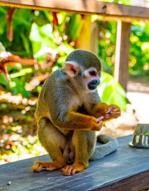 Traditional Dominican house